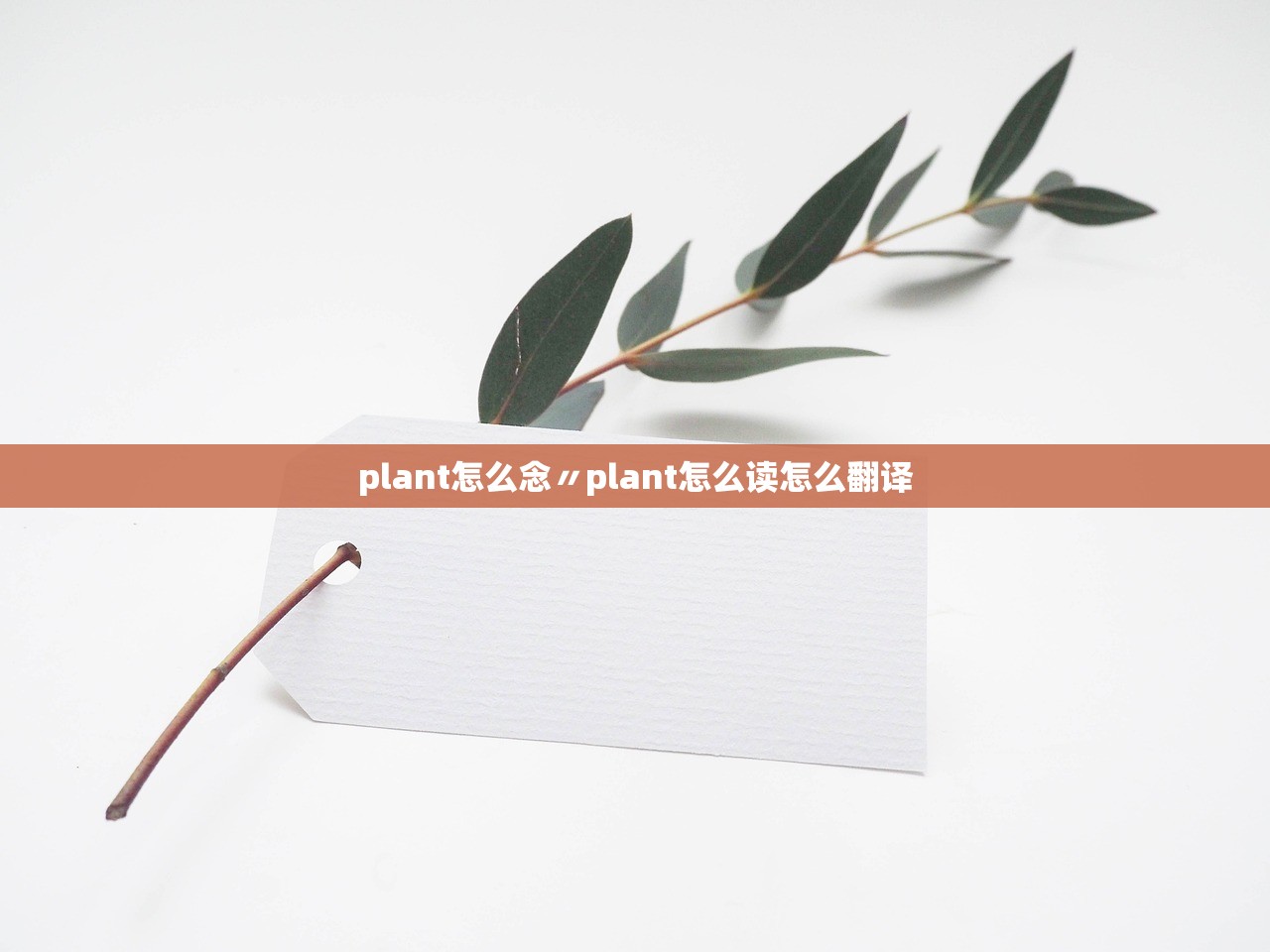 plant怎么念〃plant怎么读怎么翻译