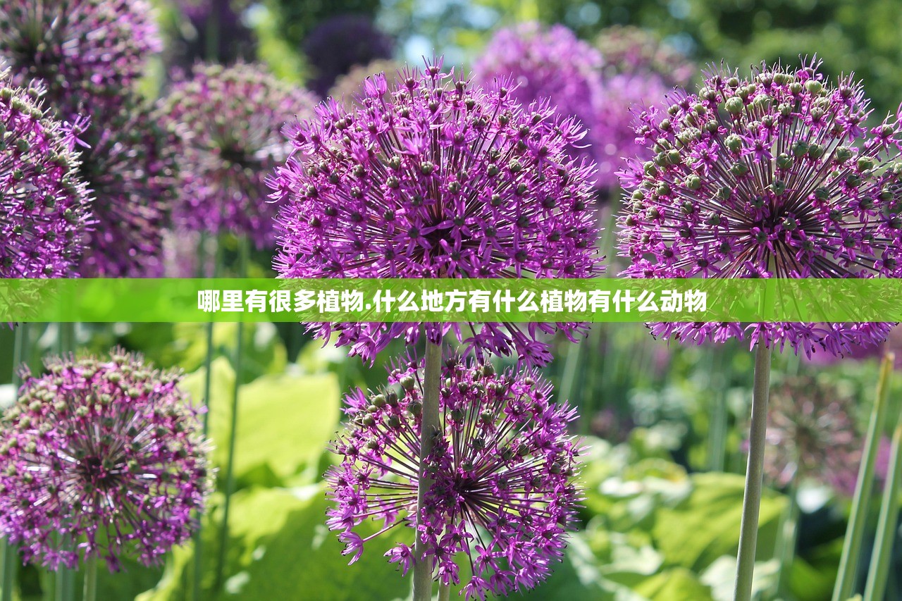 哪里有很多植物.什么地方有什么植物有什么动物