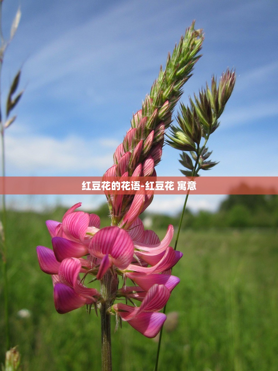 红豆花的花语-红豆花 寓意