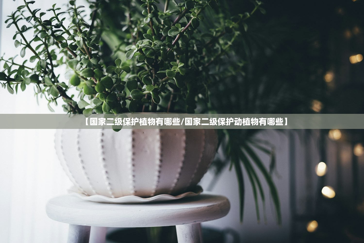 【国家二级保护植物有哪些/国家二级保护动植物有哪些】