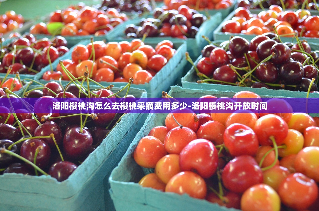 洛阳樱桃沟怎么去樱桃采摘费用多少-洛阳樱桃沟开放时间 洛阳樱桃沟怎么去樱桃采摘费用多少-洛阳樱桃沟开放时间