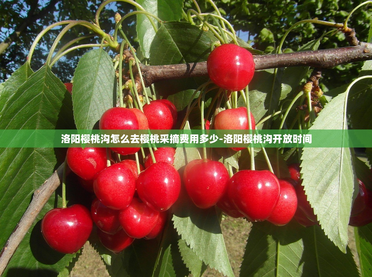洛阳樱桃沟怎么去樱桃采摘费用多少-洛阳樱桃沟开放时间 洛阳樱桃沟怎么去樱桃采摘费用多少-洛阳樱桃沟开放时间