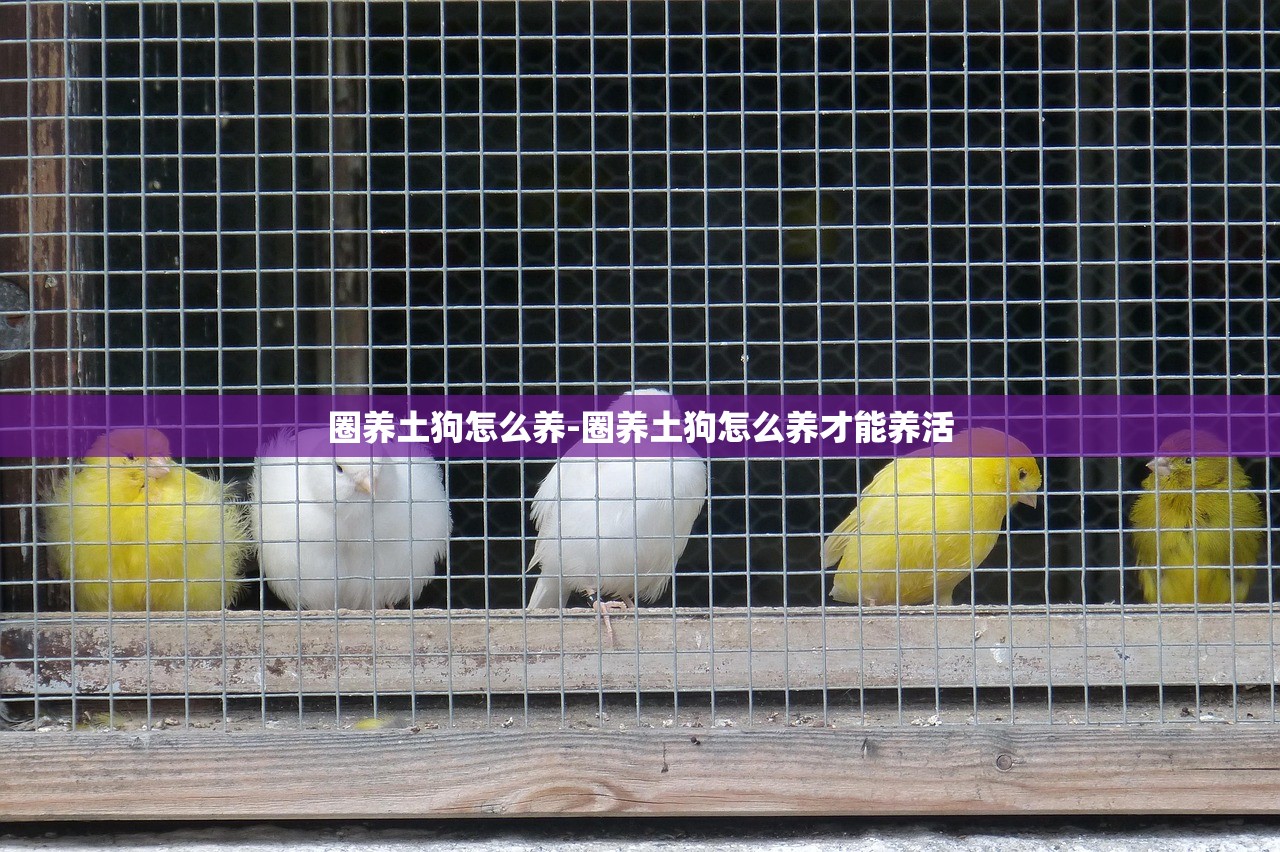圈养土狗怎么养-圈养土狗怎么养才能养活 圈养土狗怎么养-圈养土狗怎么养才能养活