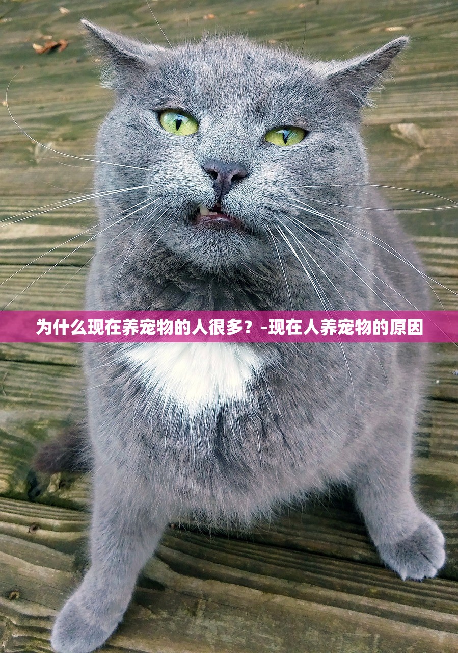 为什么现在养宠物的人很多？-现在人养宠物的原因
