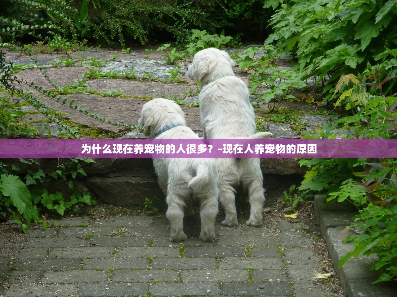 为什么现在养宠物的人很多？-现在人养宠物的原因