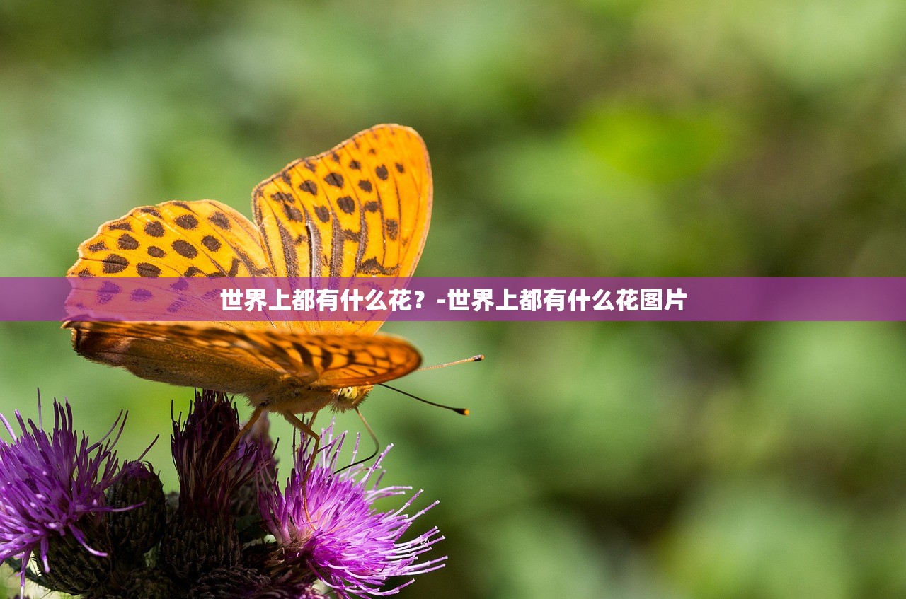 世界上都有什么花？-世界上都有什么花图片