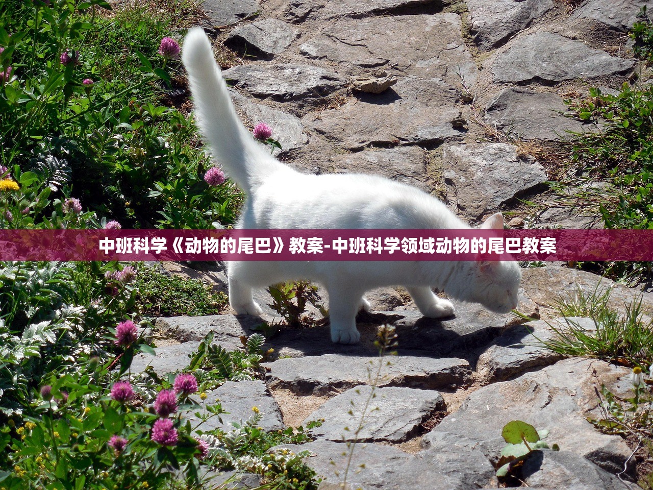 中班科学《动物的尾巴》教案-中班科学领域动物的尾巴教案