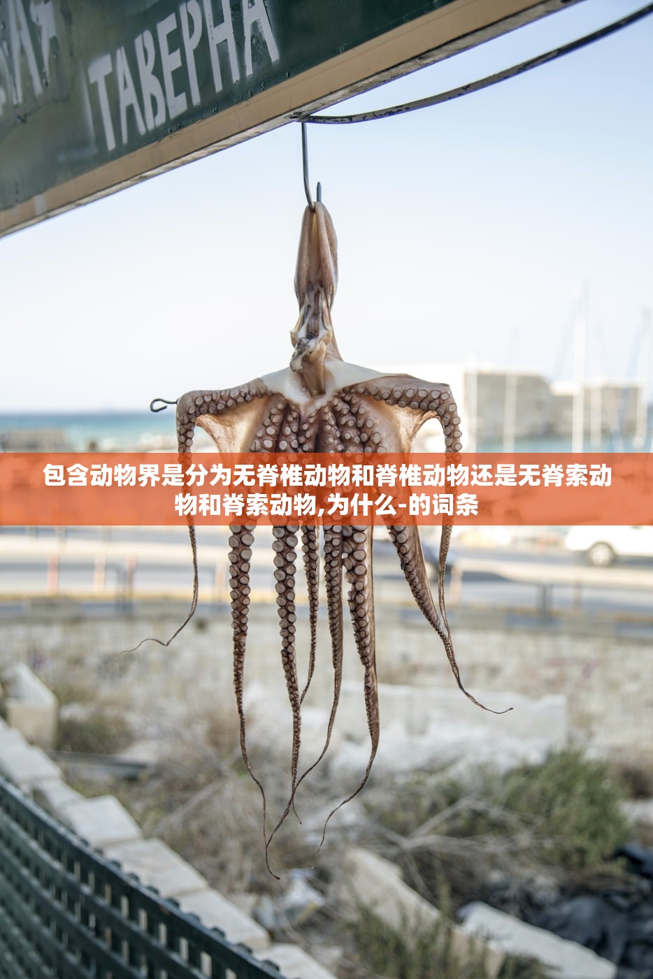 包含动物界是分为无脊椎动物和脊椎动物还是无脊索动物和脊索动物,为什么-的词条