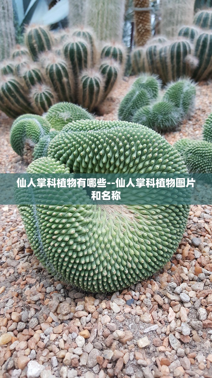 仙人掌科植物有哪些--仙人掌科植物图片和名称