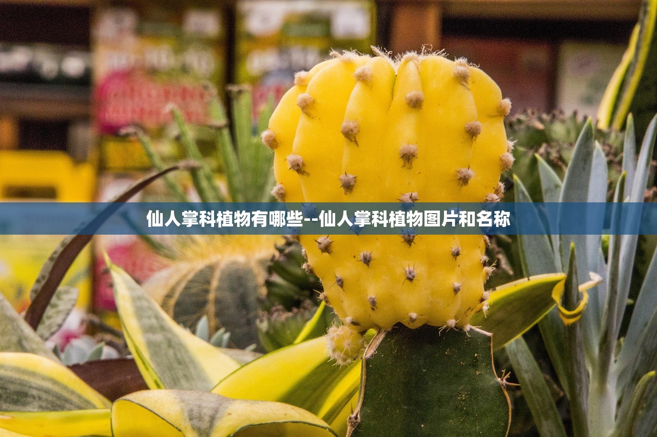 仙人掌科植物有哪些--仙人掌科植物图片和名称