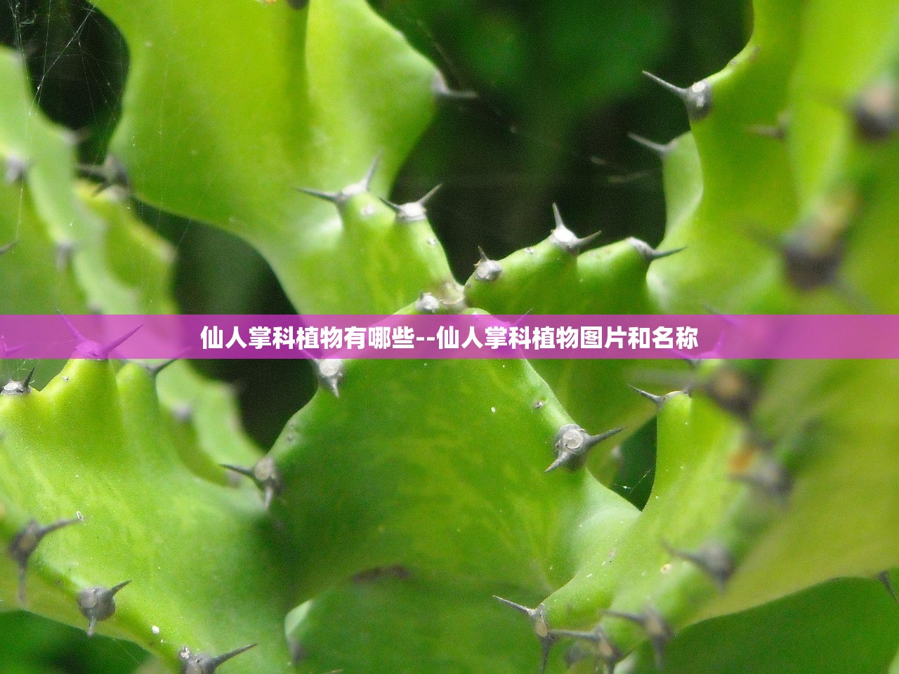 仙人掌科植物有哪些--仙人掌科植物图片和名称