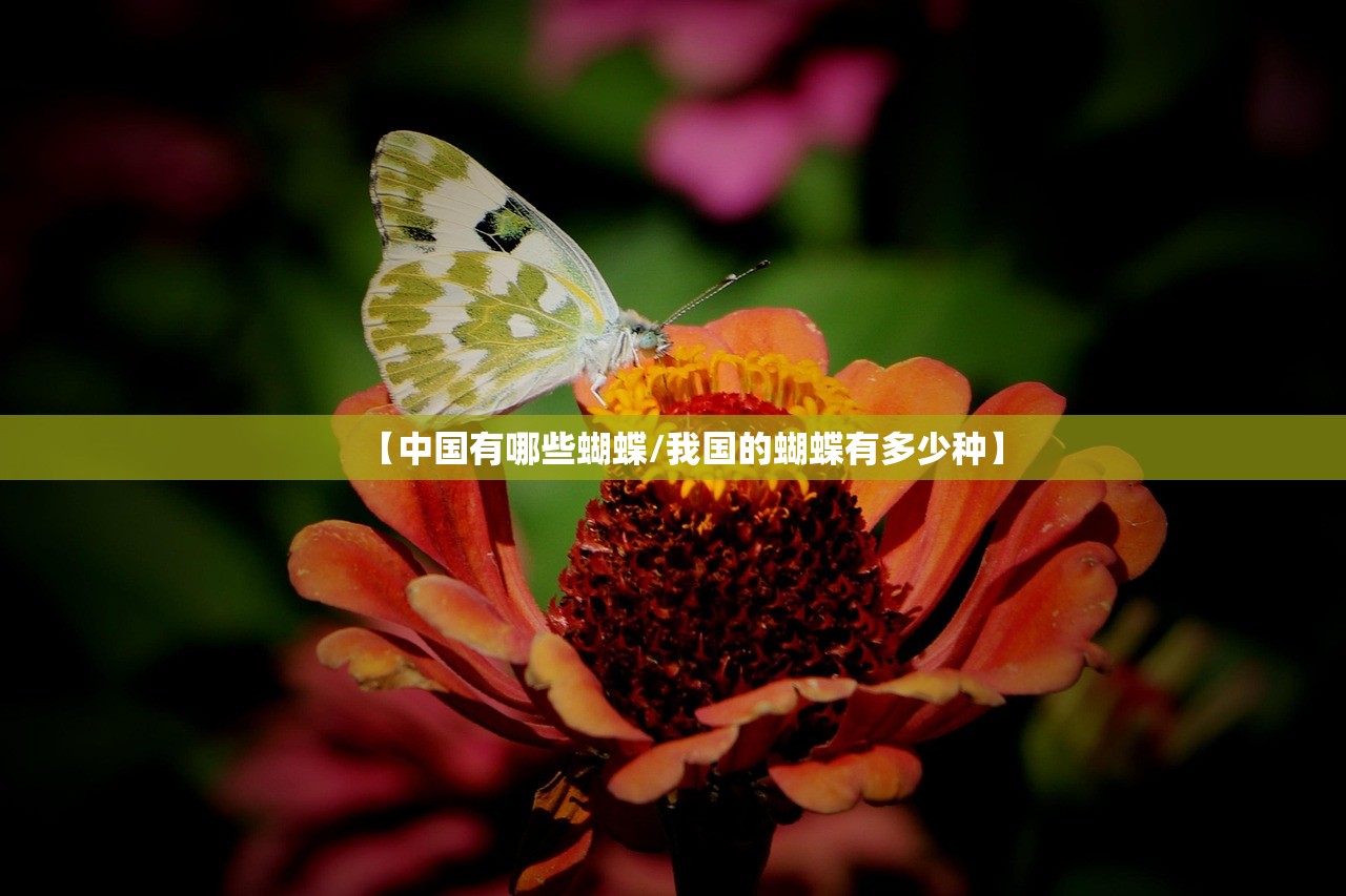 【中国有哪些蝴蝶/我国的蝴蝶有多少种】