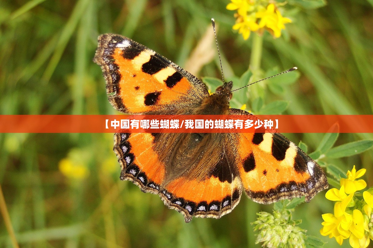 【中国有哪些蝴蝶/我国的蝴蝶有多少种】