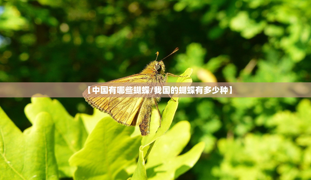 【中国有哪些蝴蝶/我国的蝴蝶有多少种】