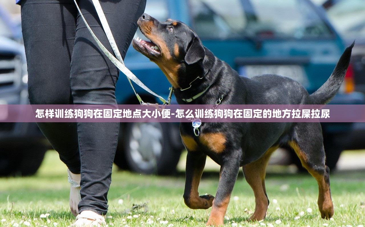 怎样训练狗狗在固定地点大小便-怎么训练狗狗在固定的地方拉屎拉尿