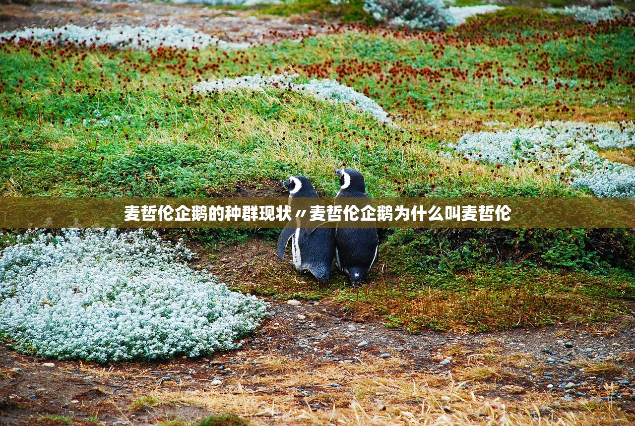 科普实测“牛小天飘三叶辅助方法	”(原来确实是有插件)