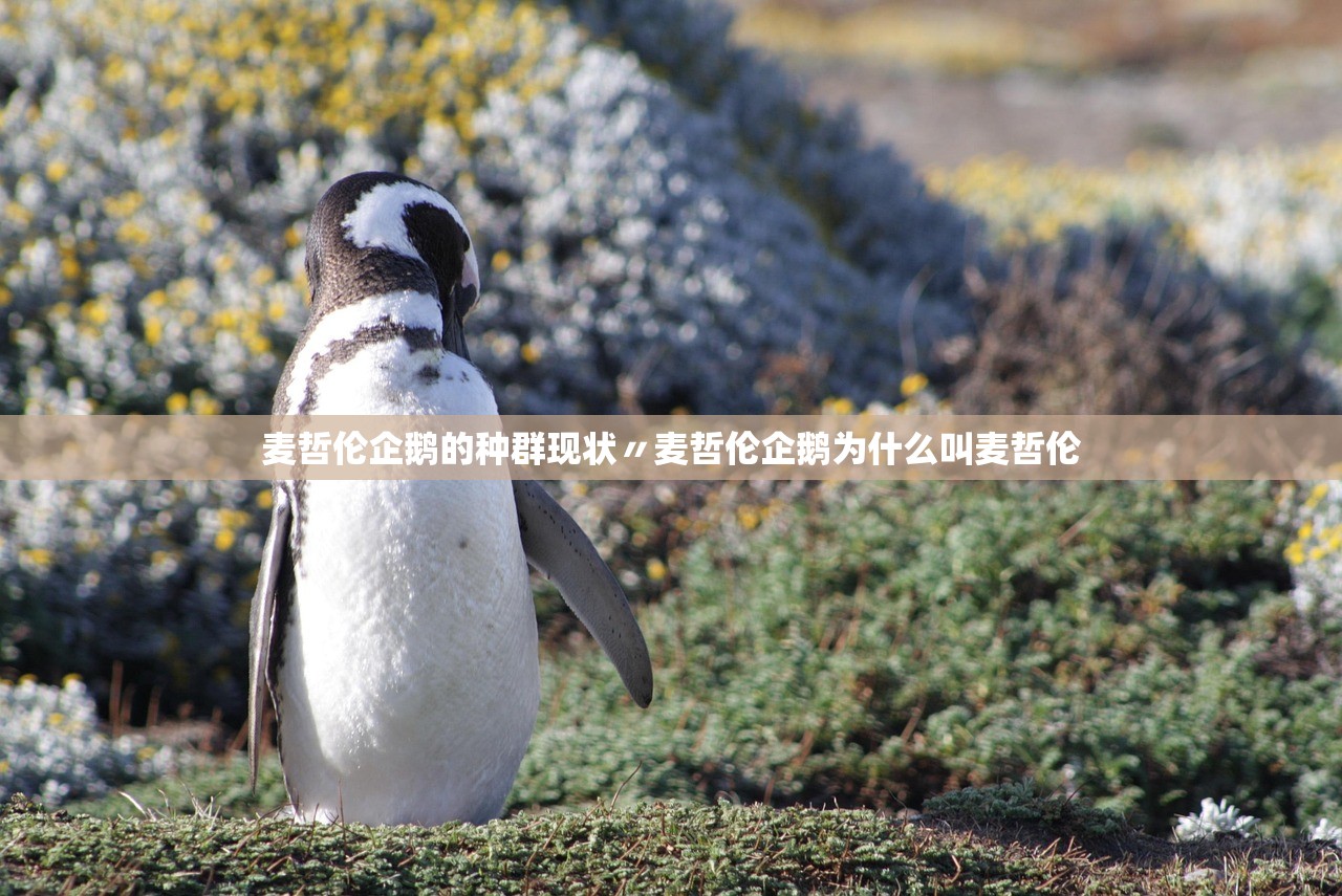 麦哲伦企鹅的种群现状〃麦哲伦企鹅为什么叫麦哲伦