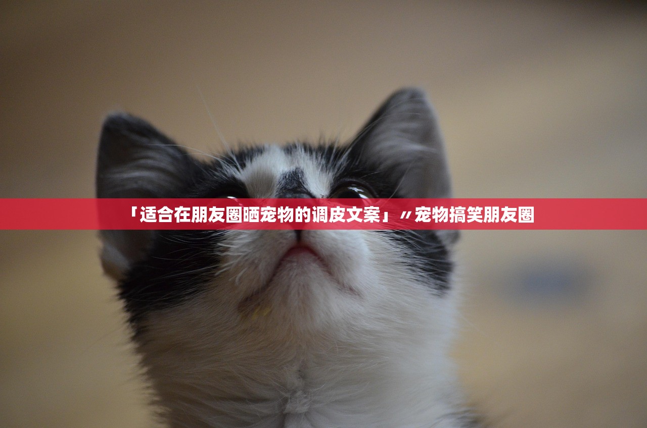「适合在朋友圈晒宠物的调皮文案」〃宠物搞笑朋友圈