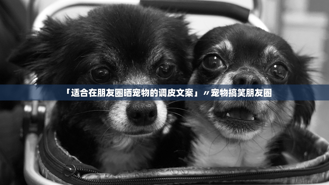 「适合在朋友圈晒宠物的调皮文案」〃宠物搞笑朋友圈
