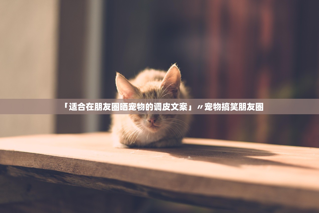 「适合在朋友圈晒宠物的调皮文案」〃宠物搞笑朋友圈