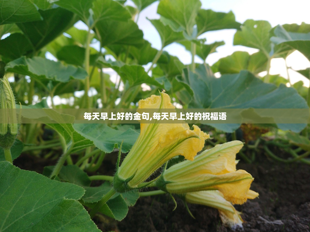 可用版本“人人智弈可以开挂吗”(曝光透视必备猫腻)
