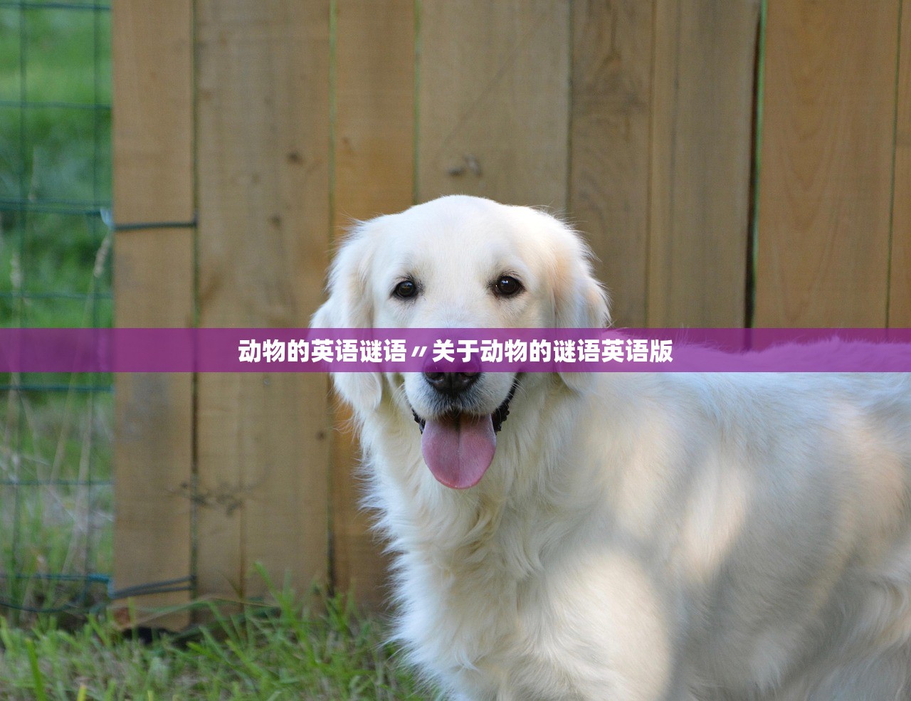 今日教程“皇后大厅有透视挂吗”通用版下载教程！
