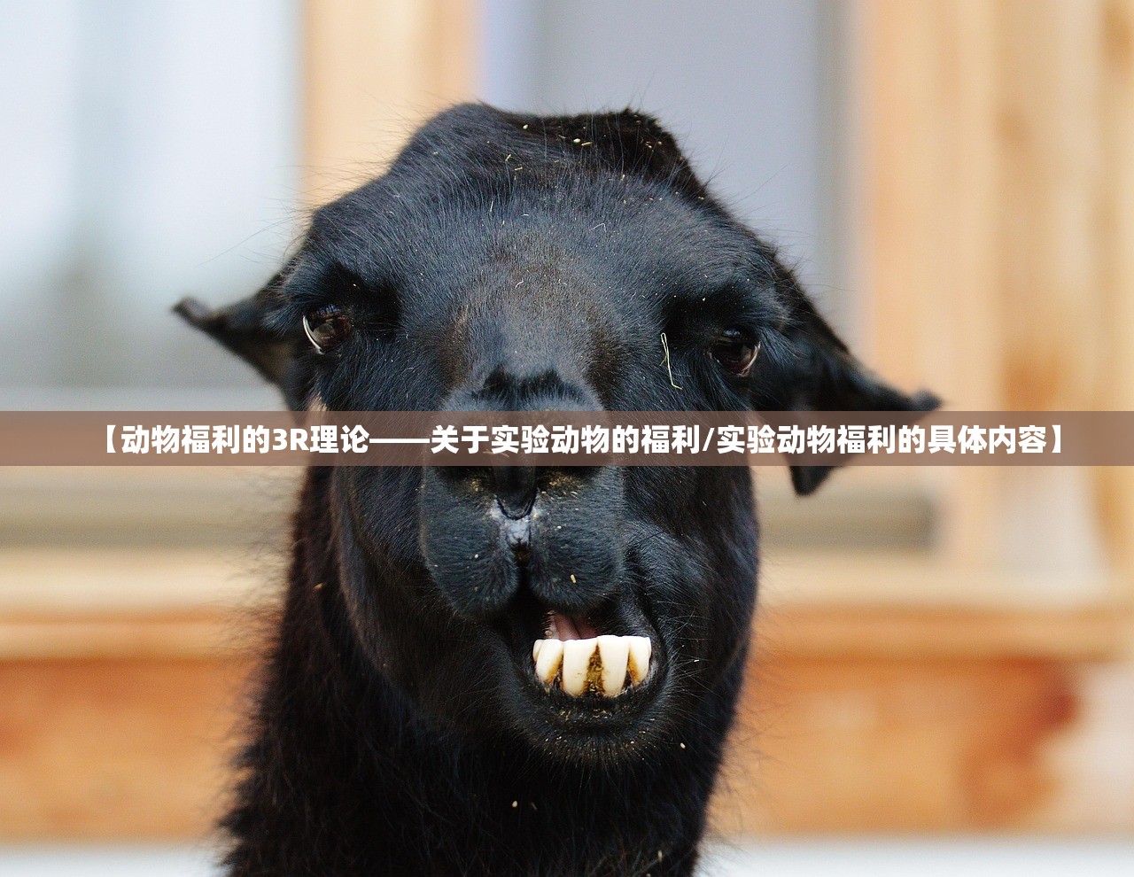 【动物福利的3R理论——关于实验动物的福利/实验动物福利的具体内容】
