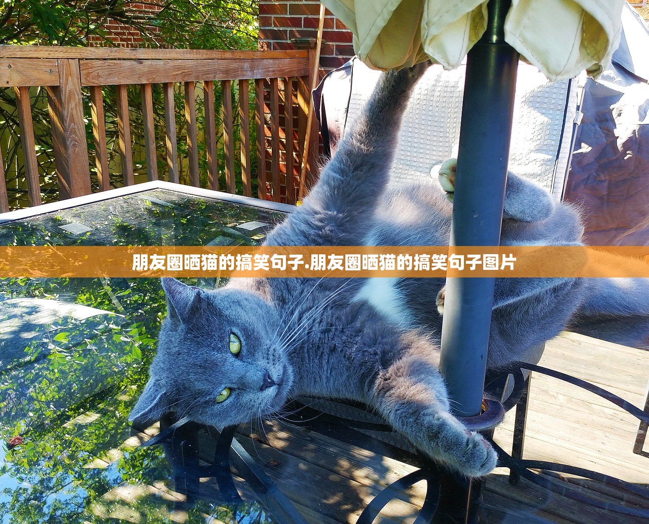 朋友圈晒猫的搞笑句子.朋友圈晒猫的搞笑句子图片