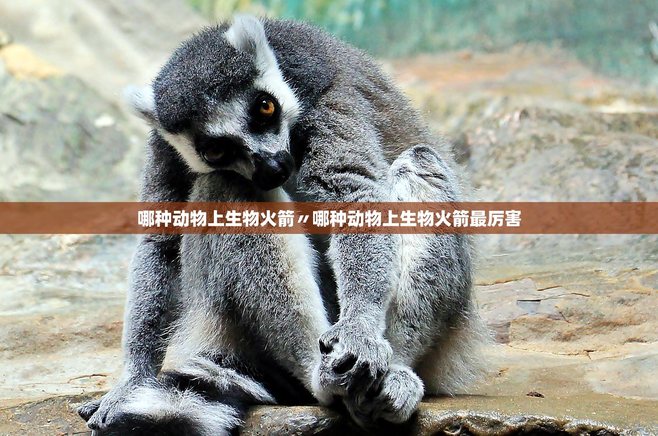 哪种动物上生物火箭〃哪种动物上生物火箭最厉害