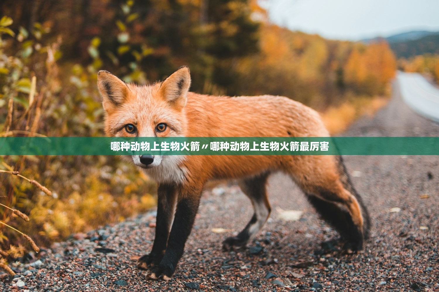 哪种动物上生物火箭〃哪种动物上生物火箭最厉害