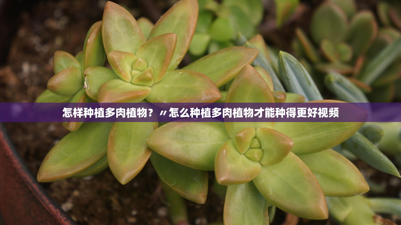 怎样种植多肉植物？〃怎么种植多肉植物才能种得更好视频