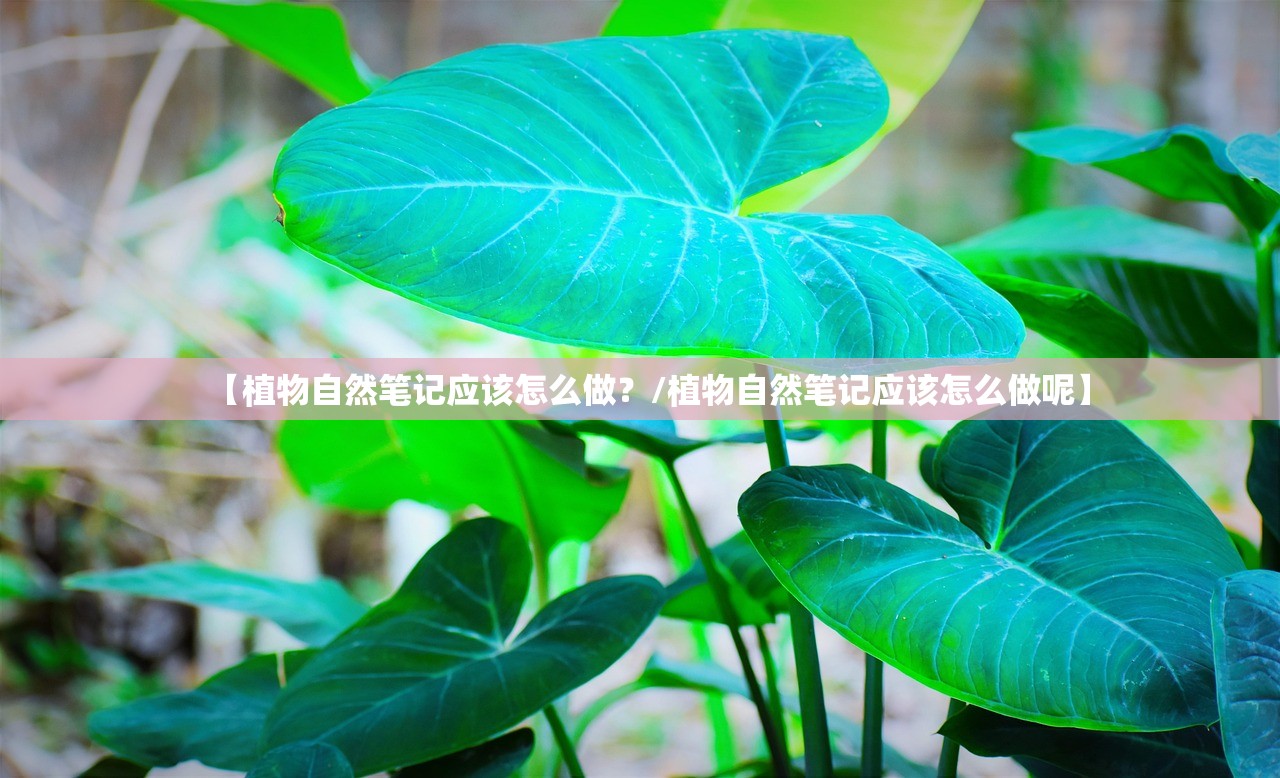 【植物自然笔记应该怎么做？/植物自然笔记应该怎么做呢】