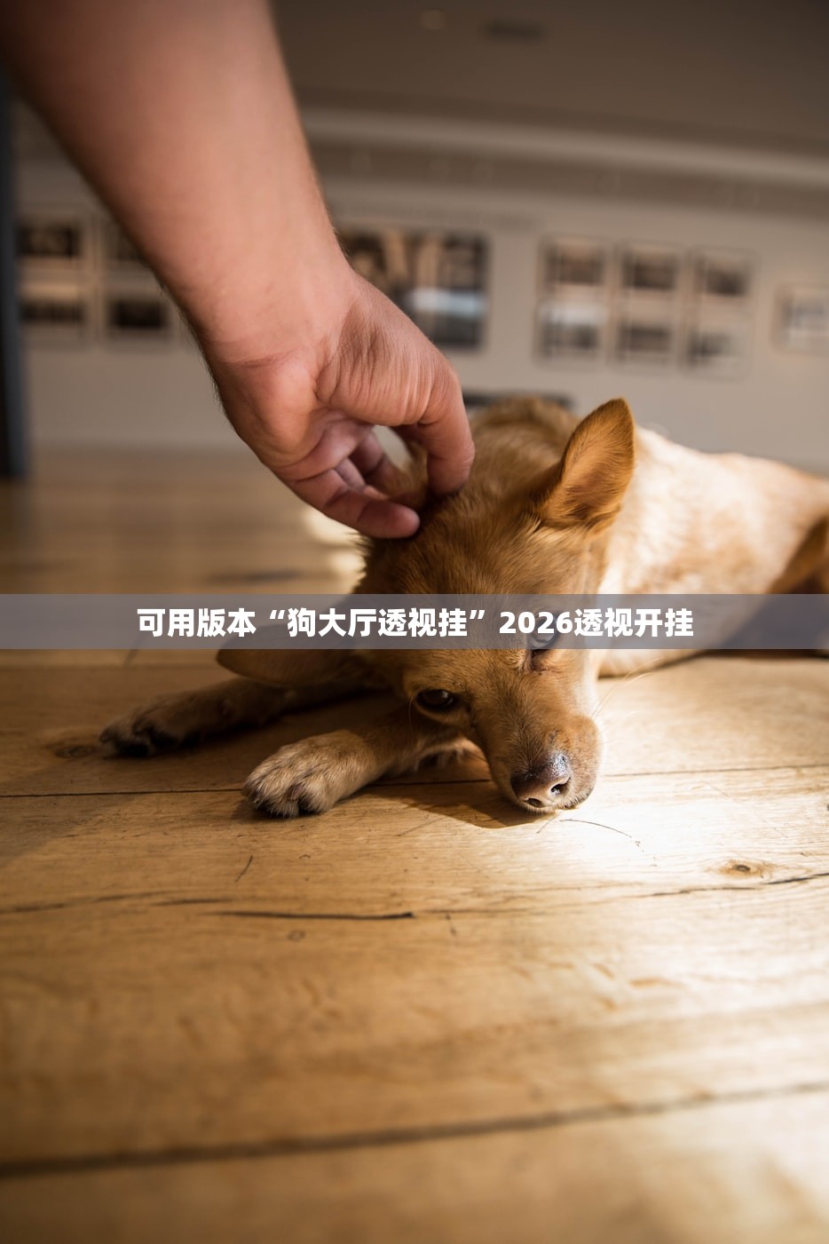可用版本“狗大厅透视挂	”2026透视开挂