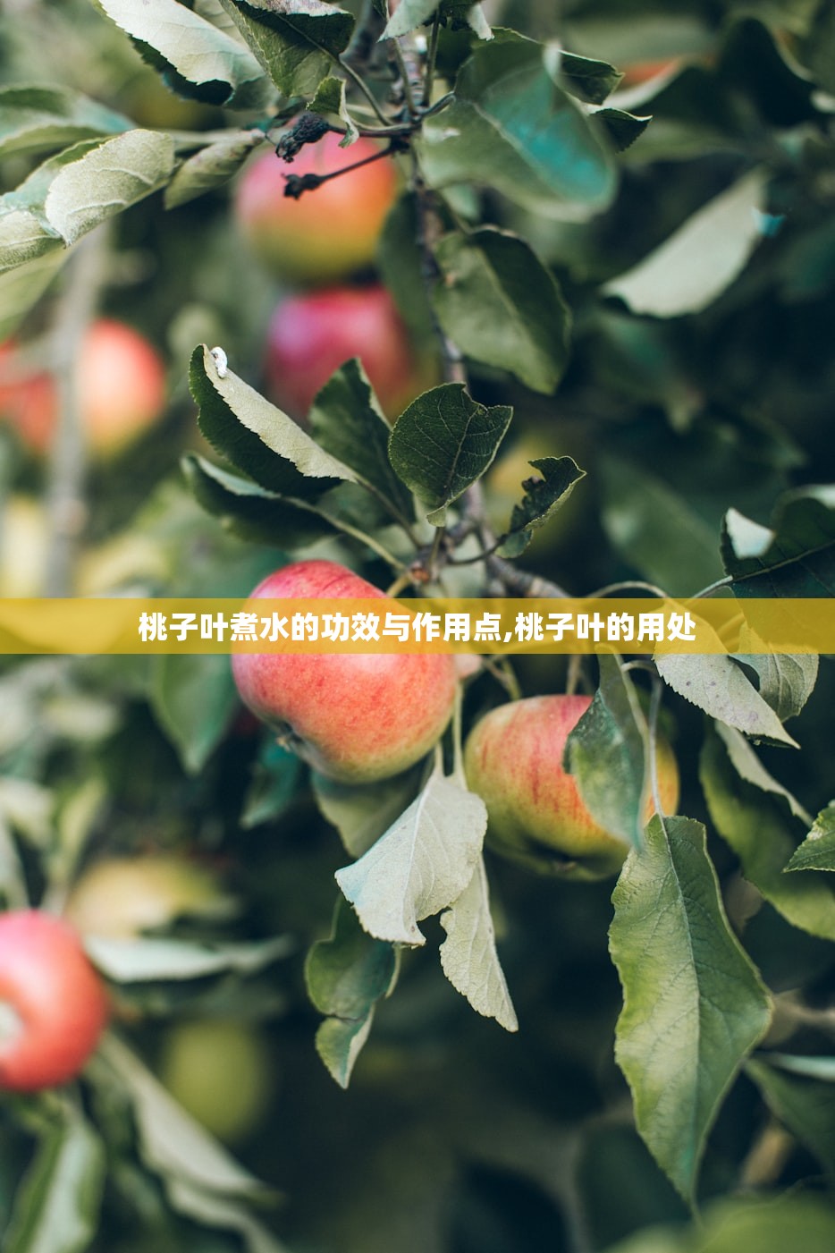桃子叶煮水的功效与作用点,桃子叶的用处