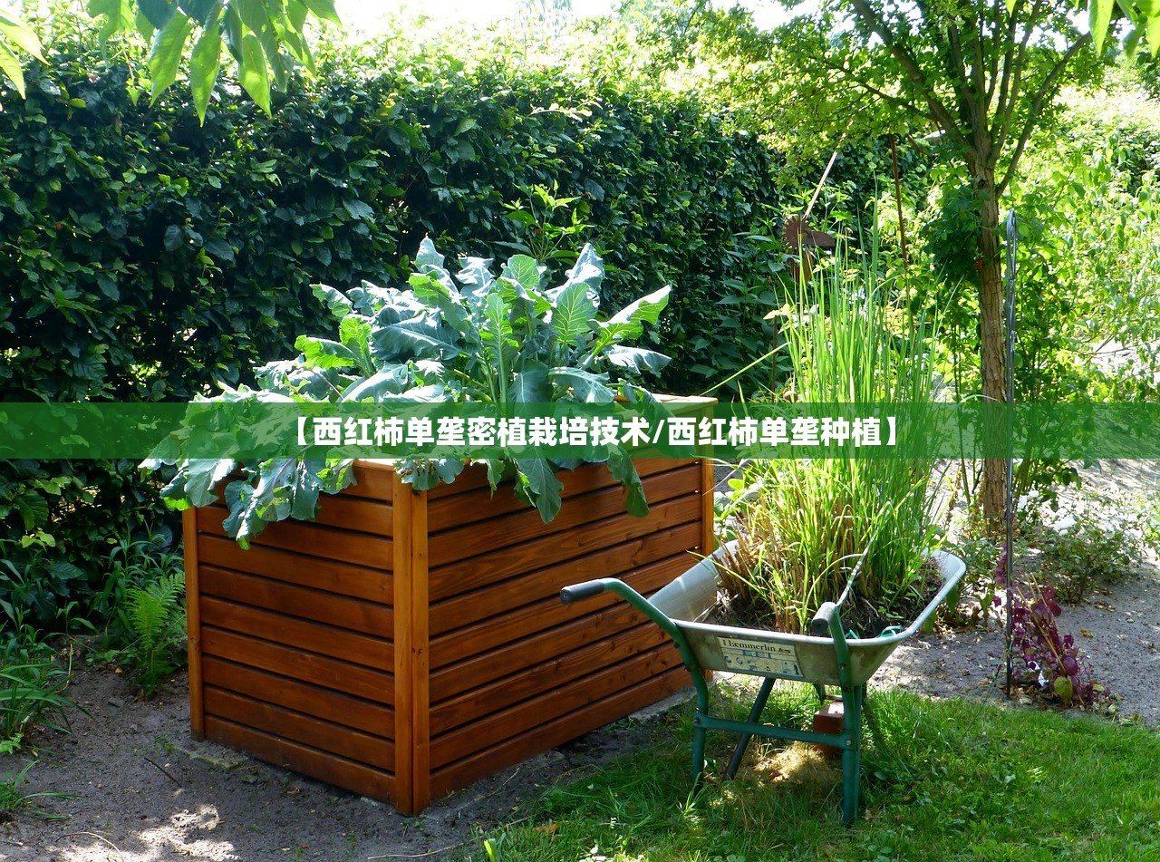 【西红柿单垄密植栽培技术/西红柿单垄种植】