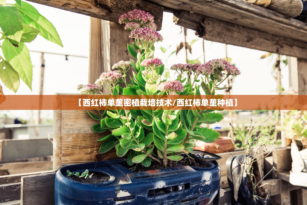 【西红柿单垄密植栽培技术/西红柿单垄种植】