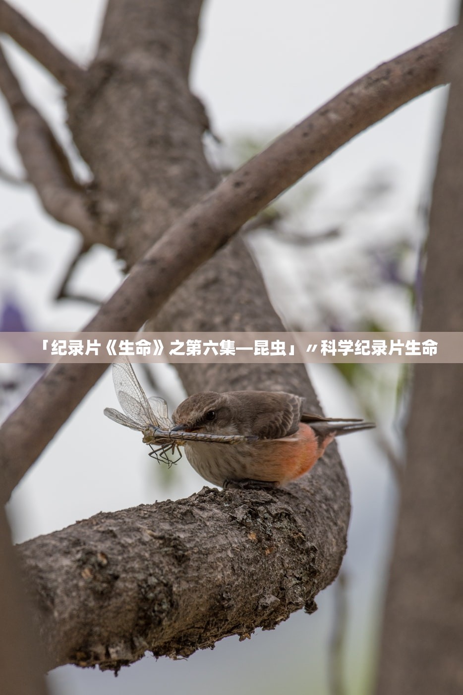 「纪录片《生命》之第六集—昆虫」〃科学纪录片生命
