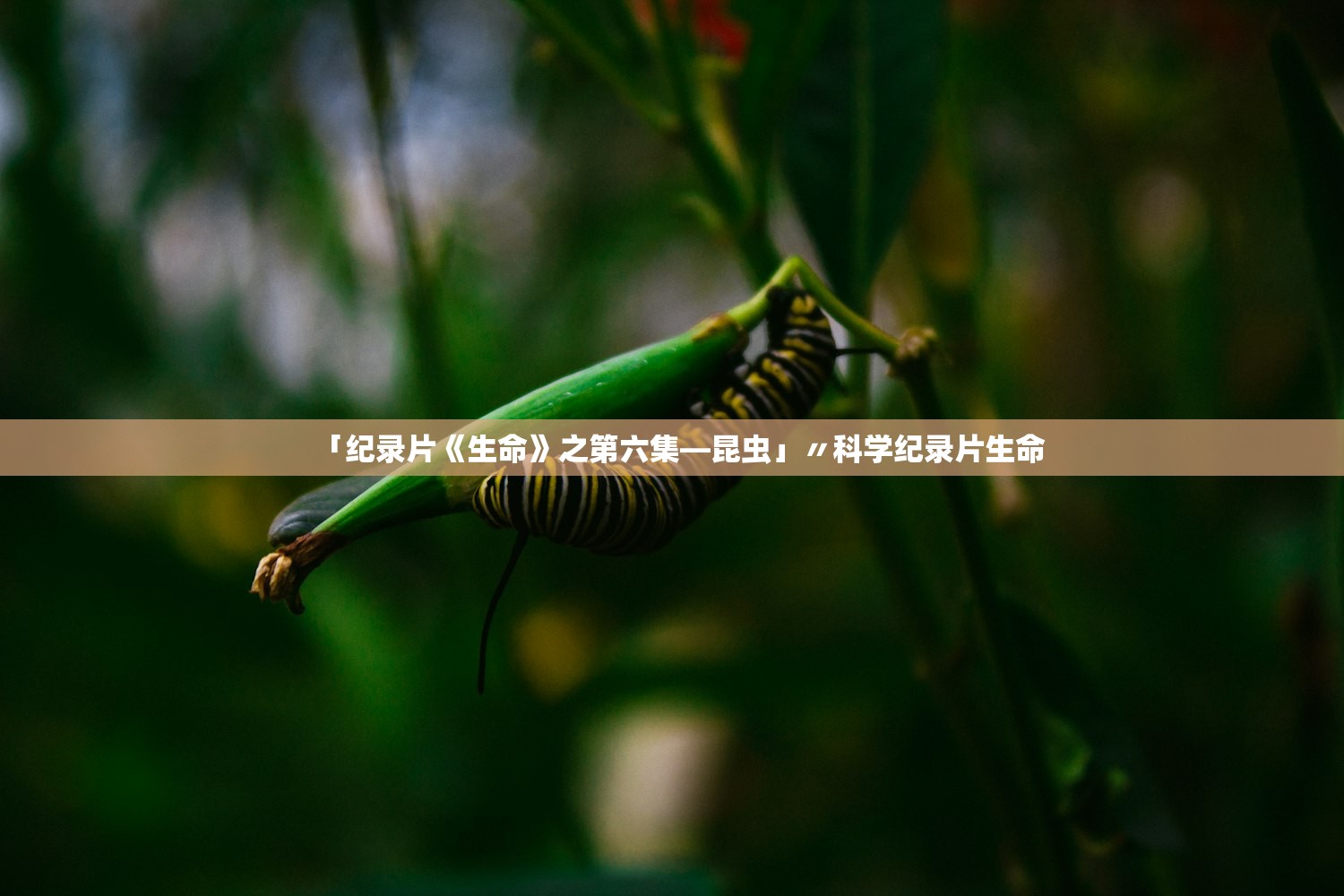 「纪录片《生命》之第六集—昆虫」〃科学纪录片生命