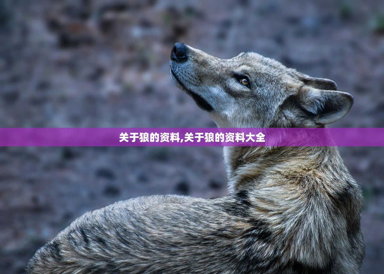 关于狼的资料,关于狼的资料大全