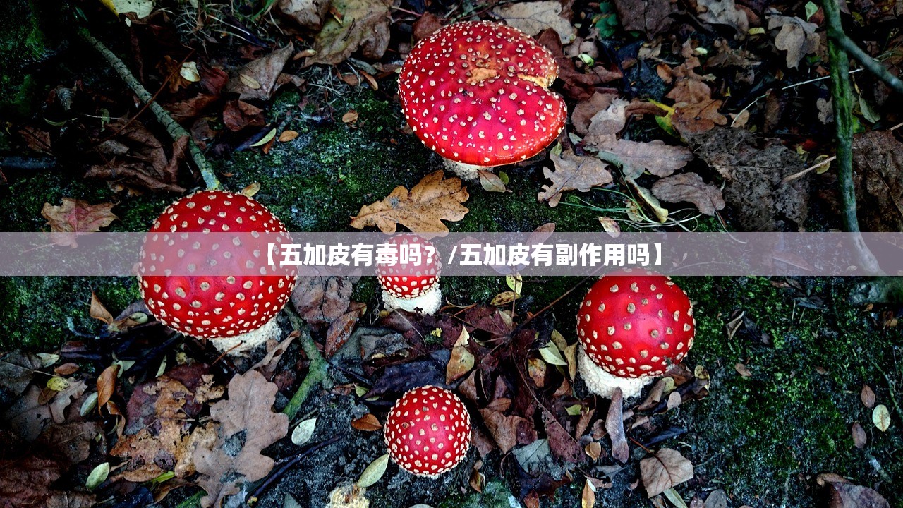 【五加皮有毒吗？/五加皮有副作用吗】