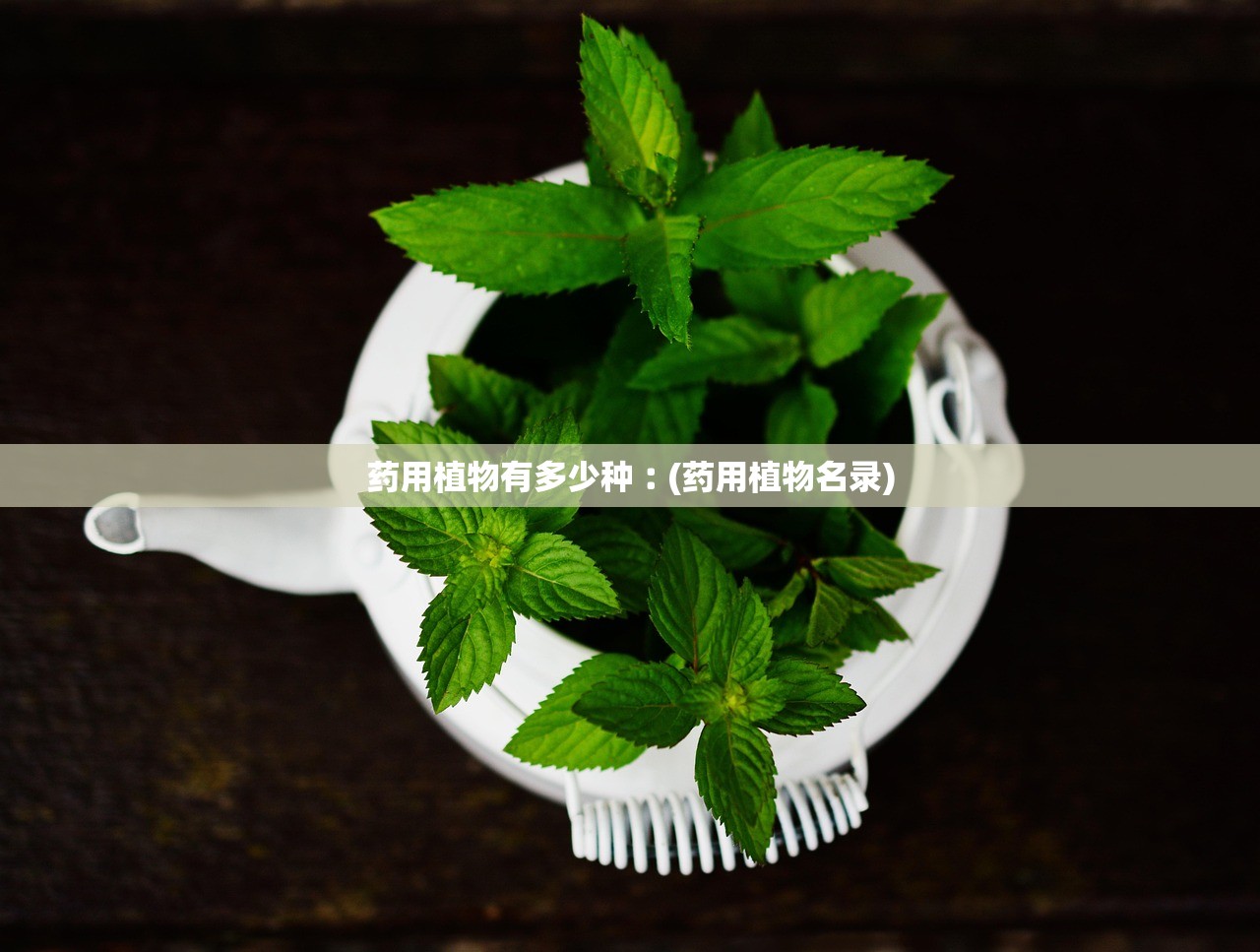 药用植物有多少种︰(药用植物名录)