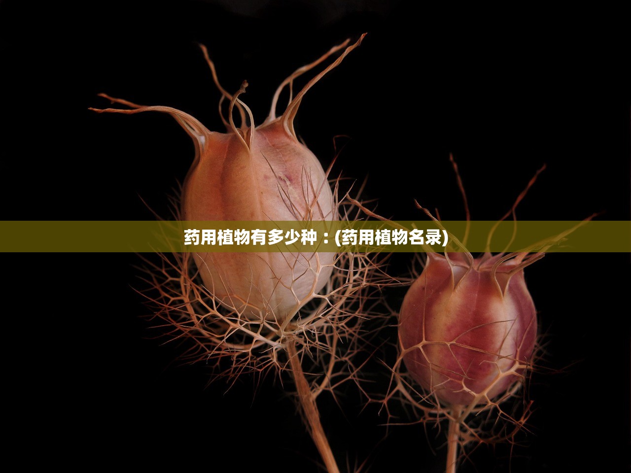药用植物有多少种︰(药用植物名录)