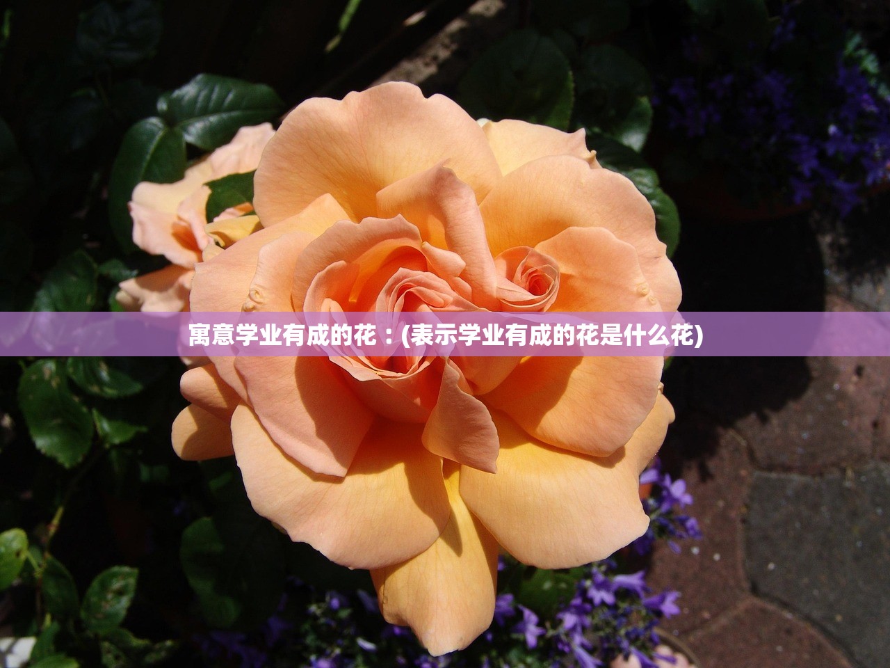 寓意学业有成的花︰(表示学业有成的花是什么花)