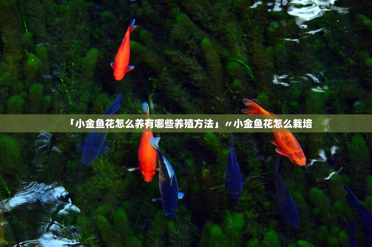 「小金鱼花怎么养有哪些养殖方法」〃小金鱼花怎么栽培 「小金鱼花怎么养有哪些养殖方法」〃小金鱼花怎么栽培