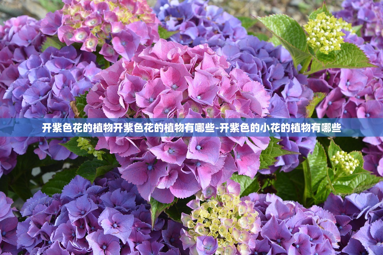 开紫色花的植物开紫色花的植物有哪些-开紫色的小花的植物有哪些 开紫色花的植物开紫色花的植物有哪些-开紫色的小花的植物有哪些