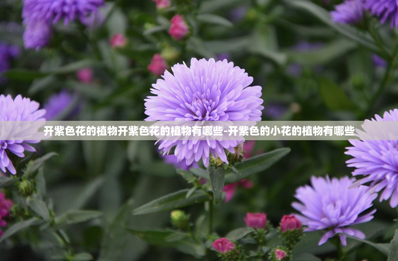 开紫色花的植物开紫色花的植物有哪些-开紫色的小花的植物有哪些 开紫色花的植物开紫色花的植物有哪些-开紫色的小花的植物有哪些