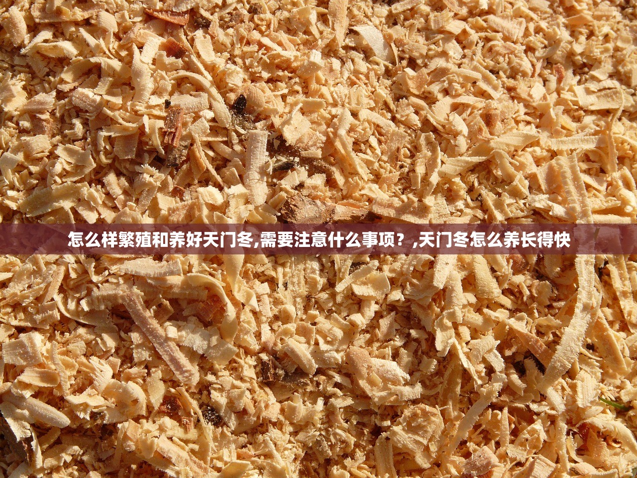 怎么样繁殖和养好天门冬,需要注意什么事项？,天门冬怎么养长得快