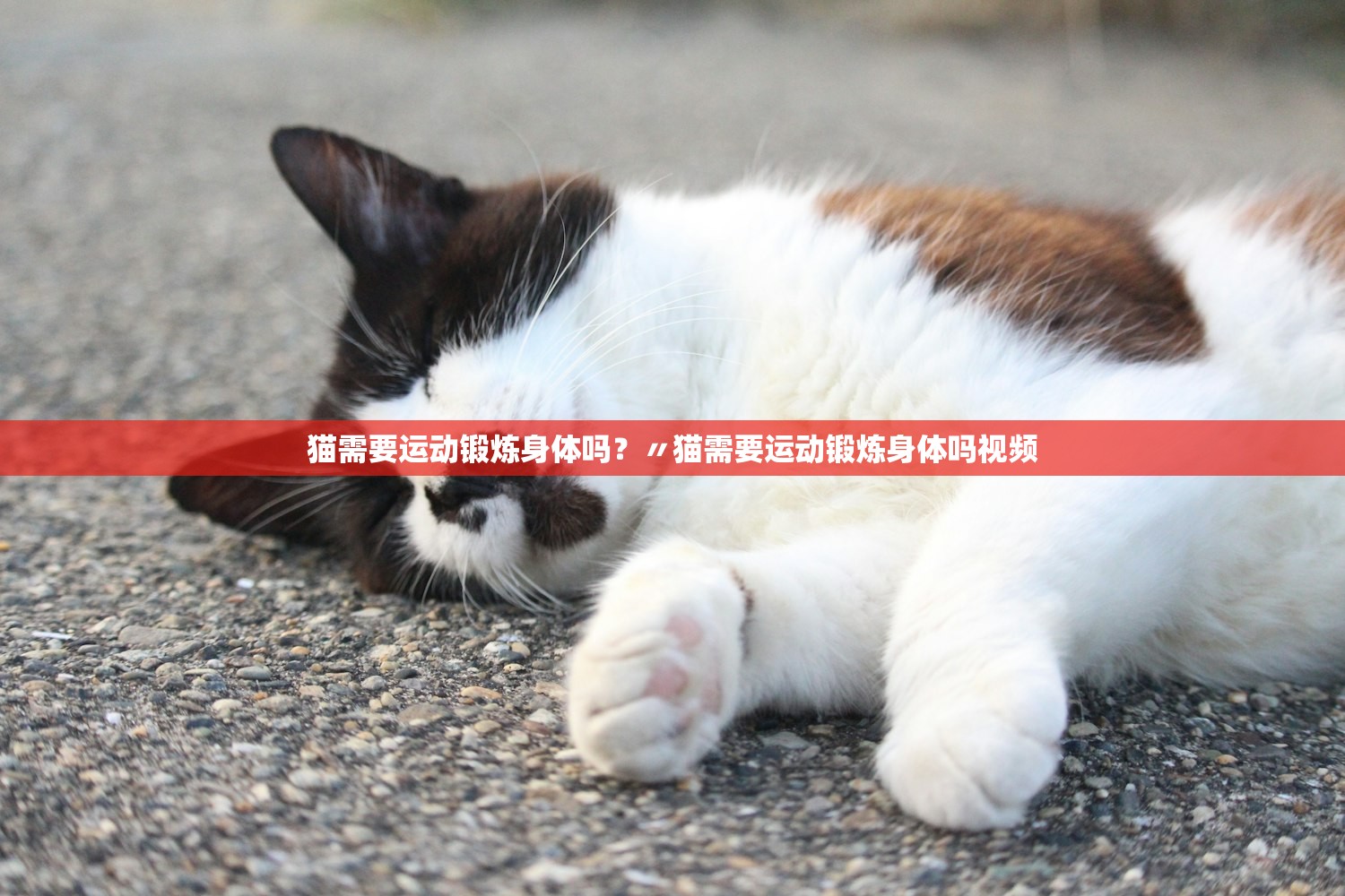 猫需要运动锻炼身体吗?〃猫需要运动锻炼身体吗视频 猫需要运动锻炼身体吗?〃猫需要运动锻炼身体吗视频