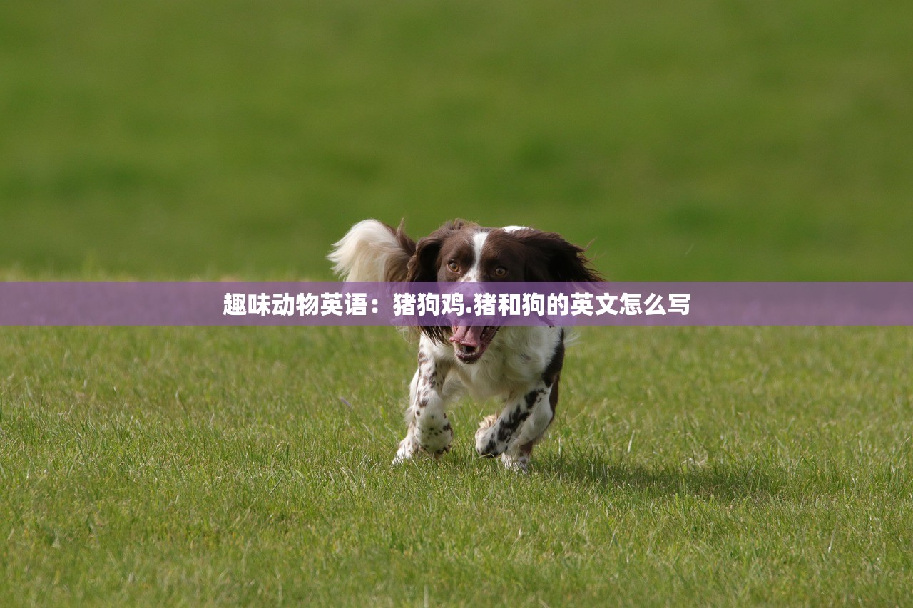 趣味动物英语:猪狗鸡.猪和狗的英文怎么写 趣味动物英语:猪狗鸡.猪和狗的英文怎么写