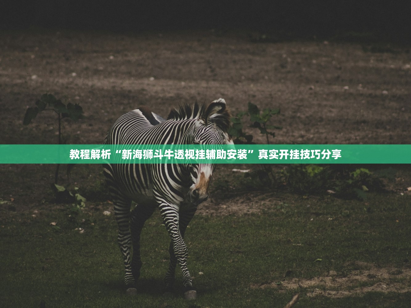 教程解析“新海狮斗牛透视挂辅助安装”真实开挂技巧分享